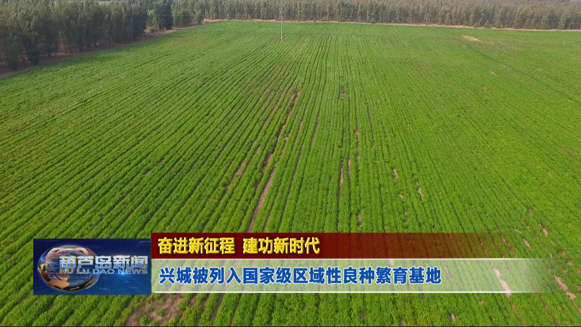 奮進(jìn)新征程 建功新時(shí)代——興城被列入國(guó)家級(jí)區(qū)域性良種繁育基地